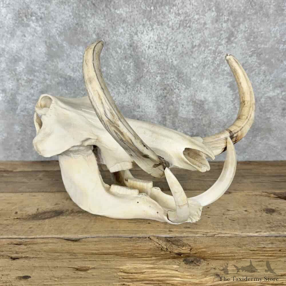 African Warthog Full Skull For Sale #30839 @ The Taxidermy Store