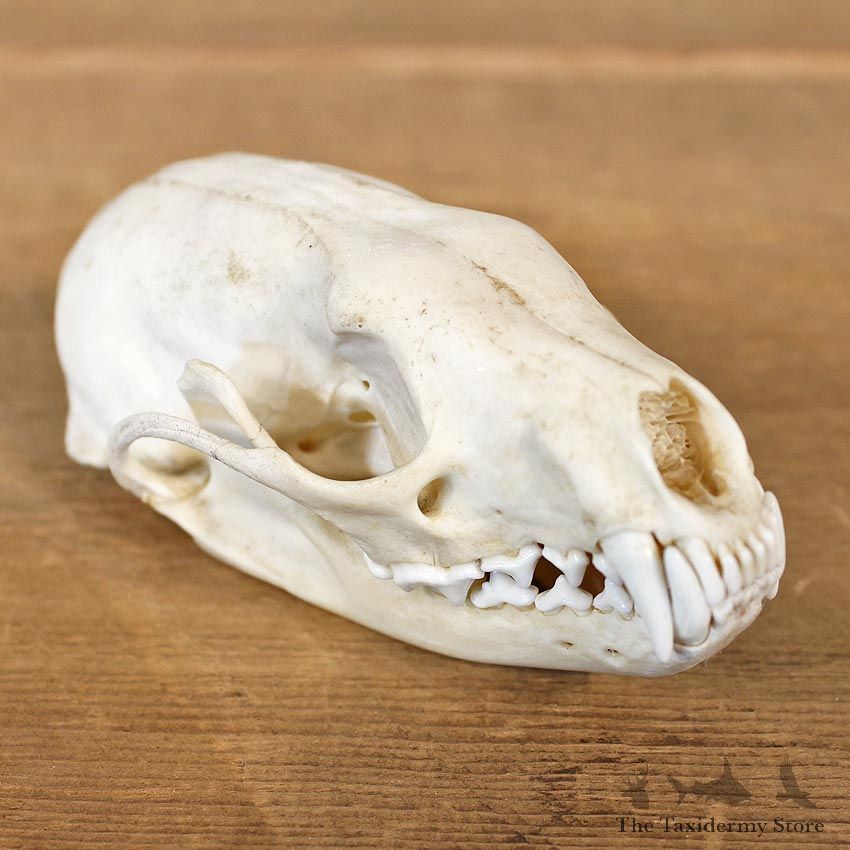 Fisher Taxidermy Full Skull Mount #12131 For Sale @ The Taxidermy Store