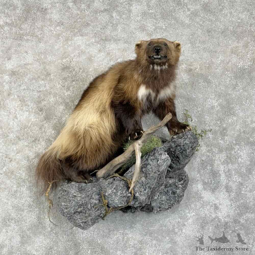 Yukon Wolverine Life-Size Mount For Sale #31413 @ The Taxidermy Store