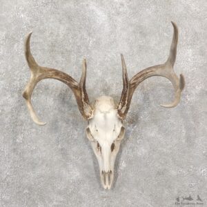 Whitetail Deer Skull European Mount For Sale #19249 @ The Taxidermy Store