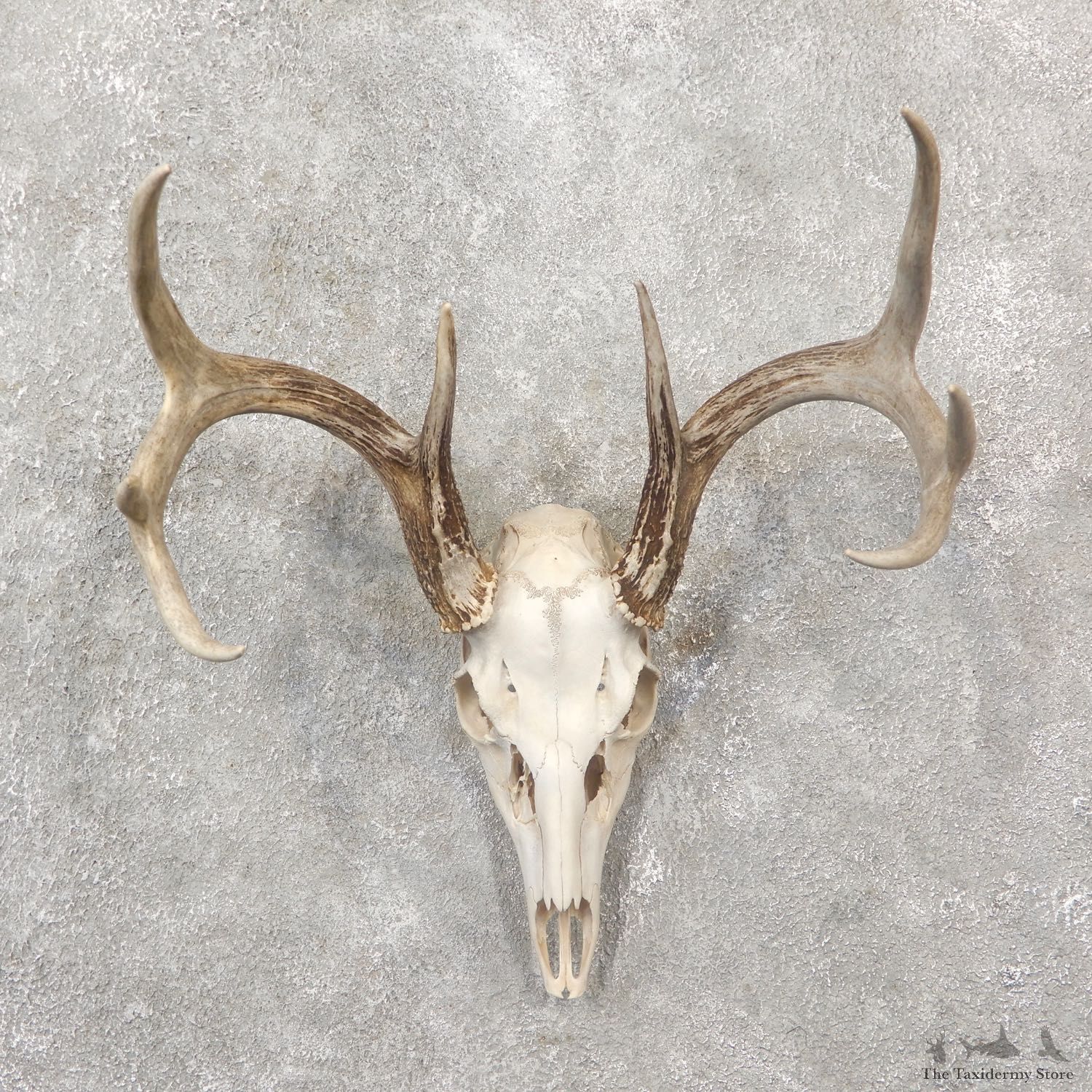 Whitetail Deer Skull European Mount For Sale #19249 @ The Taxidermy Store