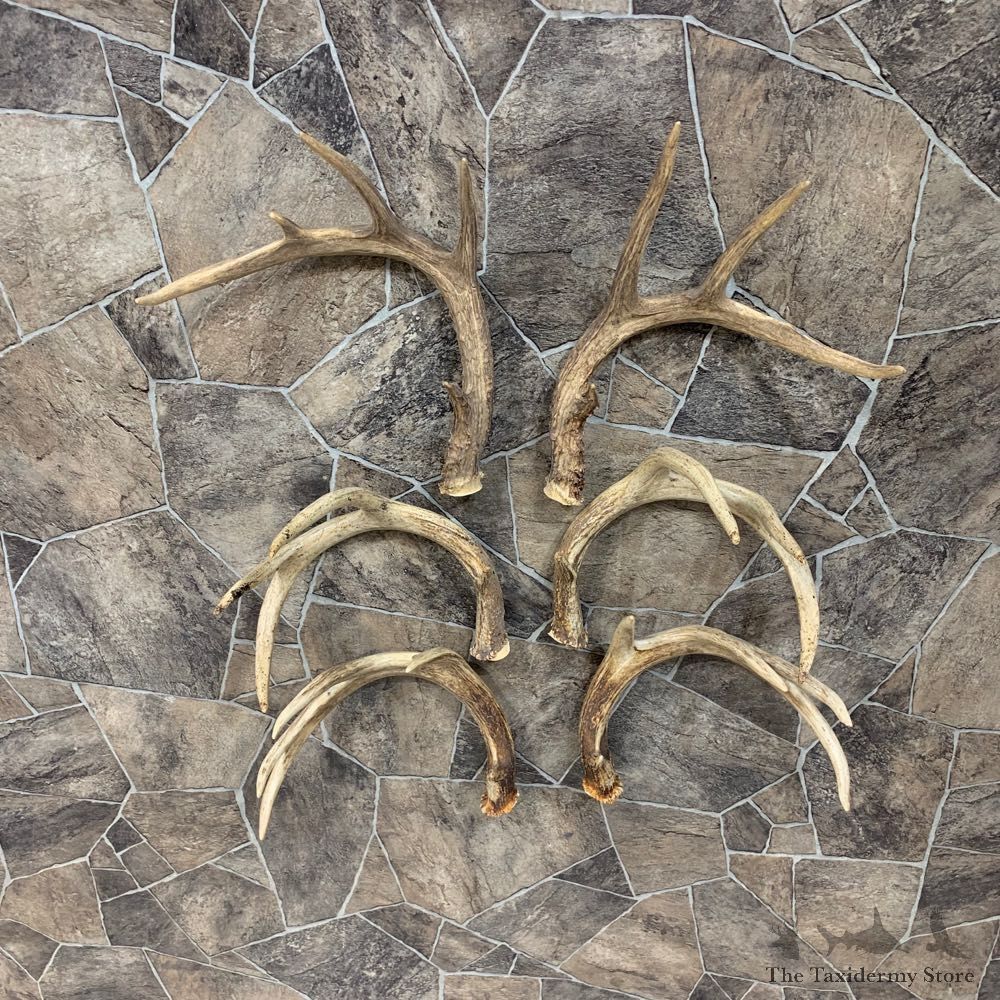 Whitetail Deer Antler Craft Pack For Sale #21824 @ The Taxidermy Store