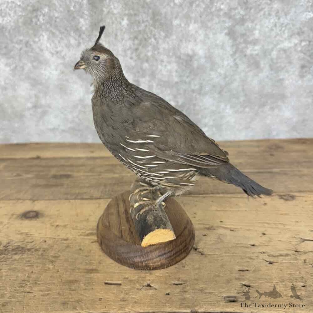California Quail Hen Bird Mount For Sale #31105 @ The Taxidermy Store