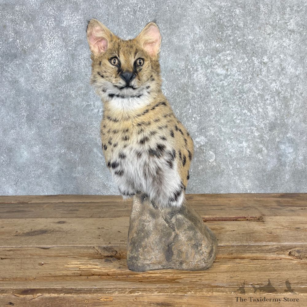 African Serval Pedestal Mount For Sale #27127 @ The Taxidermy Store