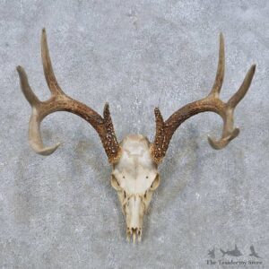 Whitetail Deer Skull European Mount For Sale #14934 @ The Taxidermy Store