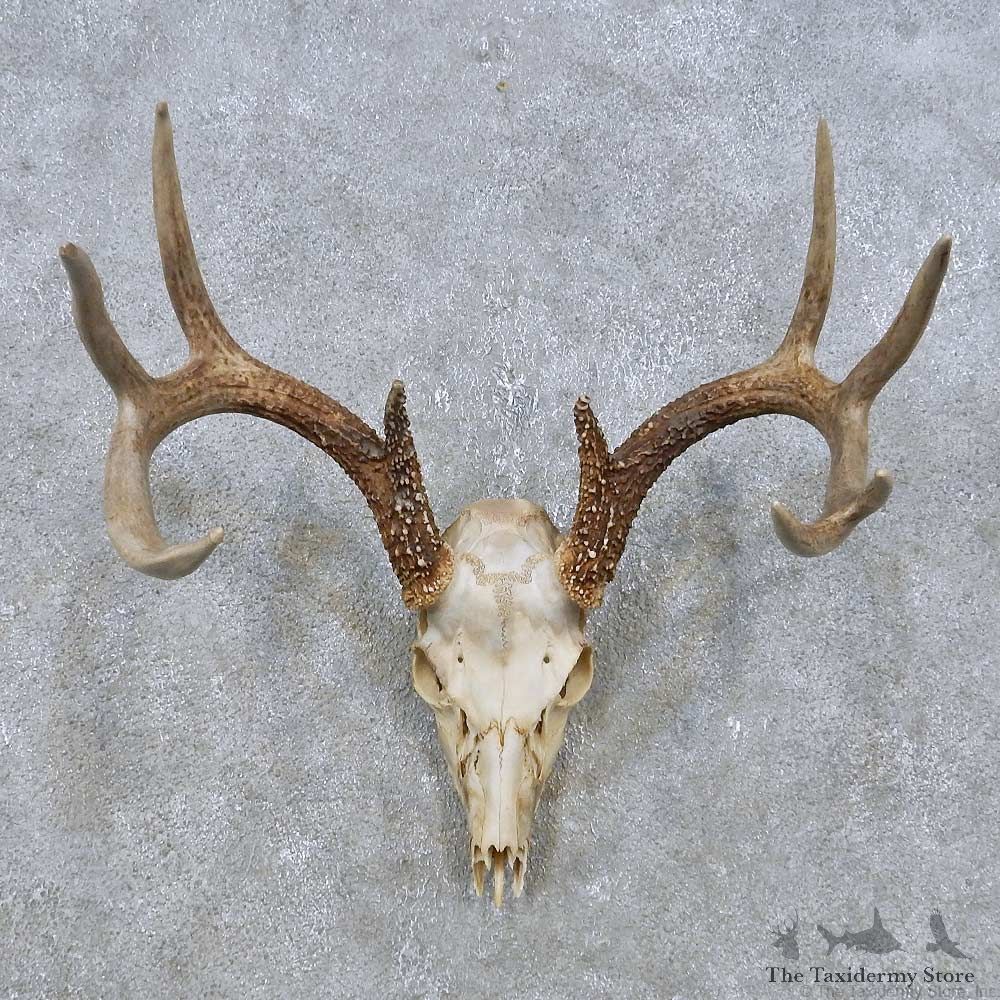 Whitetail Deer Skull European Mount For Sale #14934 @ The Taxidermy Store