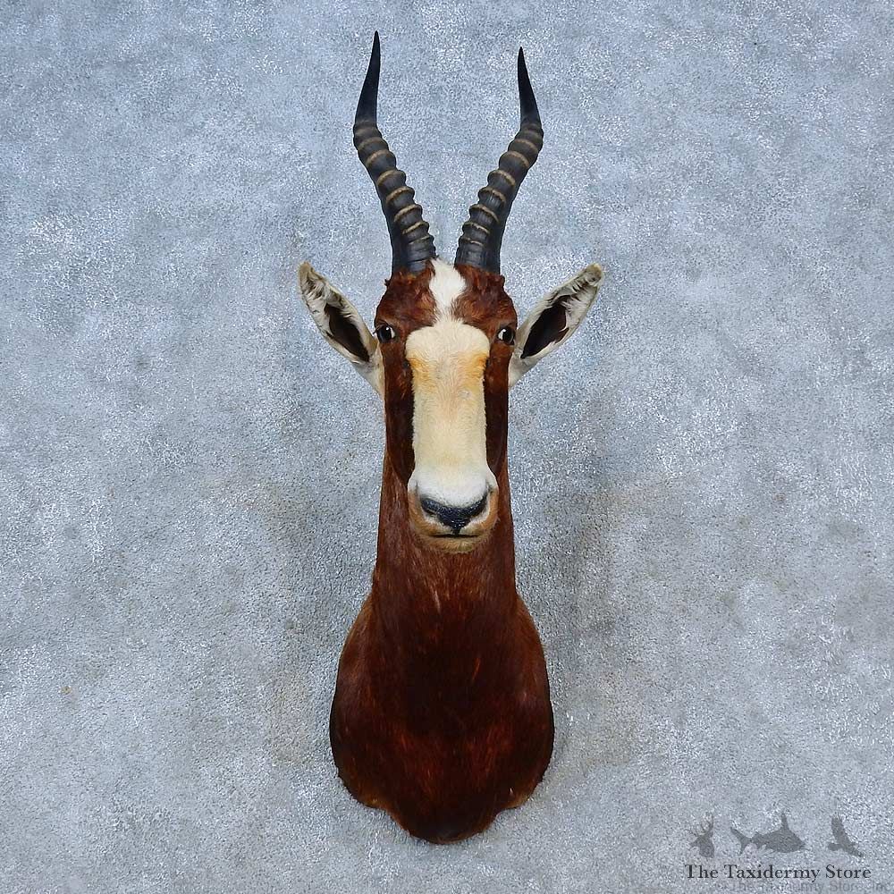 African Blesbok Shoulder Mount For Sale #15297 @ The Taxidermy Store