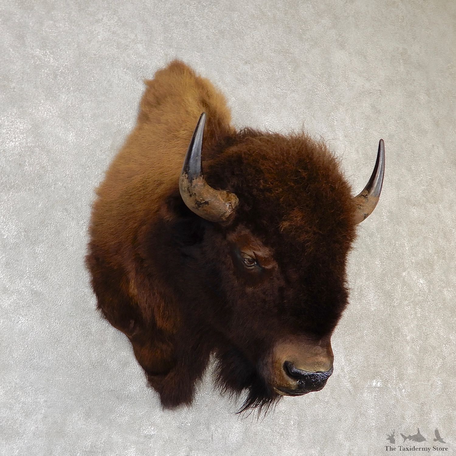 American Buffalo Shoulder Taxidermy Mount For Sale #19295 @ The Taxidermy Store