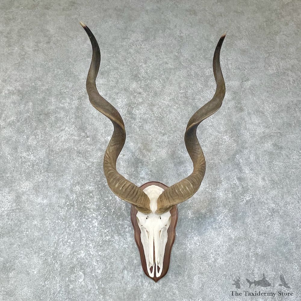 Greater Kudu Skull European Mount For Sale #25641 @ The Taxidermy Store
