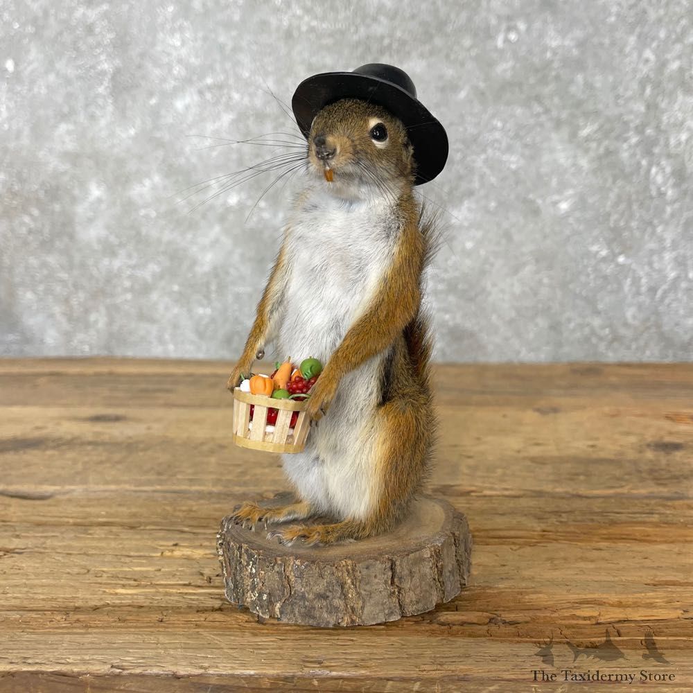Farmers Market Squirrel Novelty Mount For Sale #25059 @ The Taxidermy Store