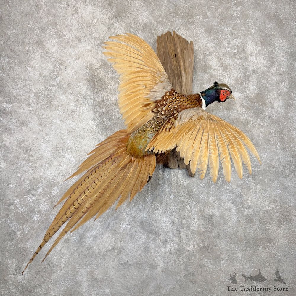 Ringneck Pheasant Bird Mount For Sale #29905 @ The Taxidermy Store