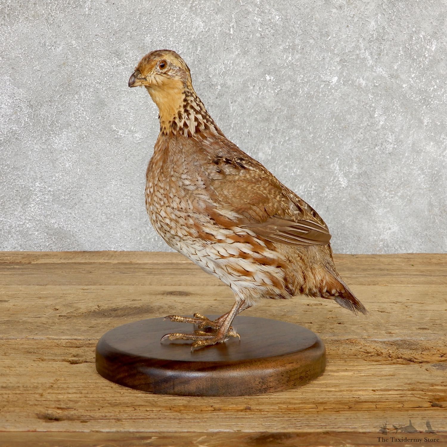 Bobwhite Quail Bird Mount For Sale #19794 @ The Taxidermy Store