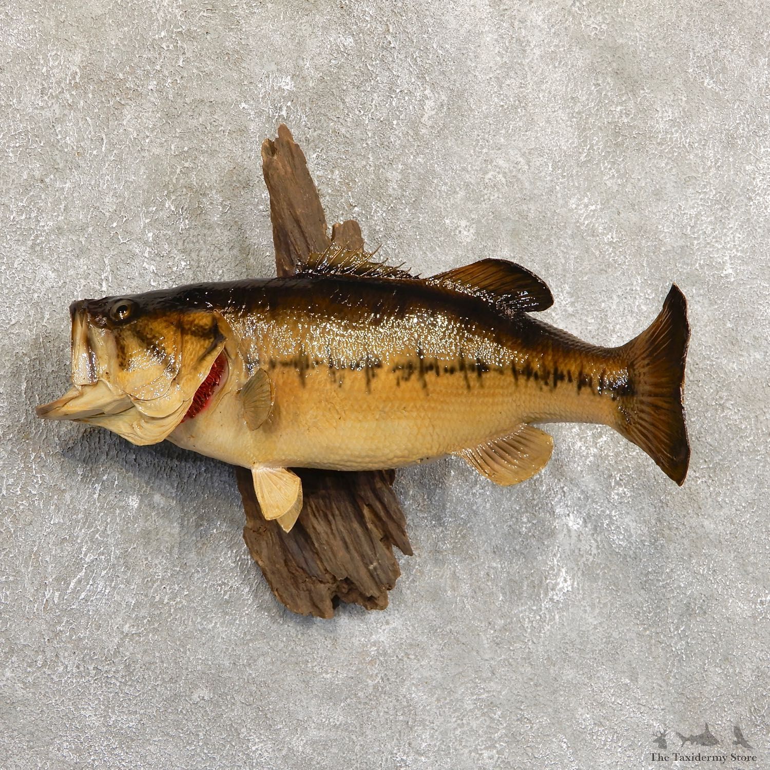 Largemouth Bass Fish Mount For Sale #19711 @ The Taxidermy Store