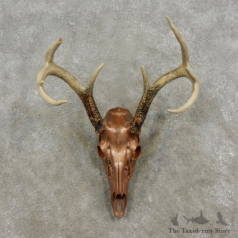 Copper Coated Whitetail Deer Skull European Mount For Sale #17290 @ The Taxidermy Store