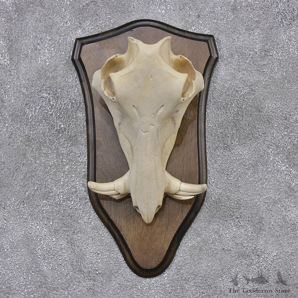 African Warthog Full Skull Mount #12449 For Sale @ The Taxidermy Store
