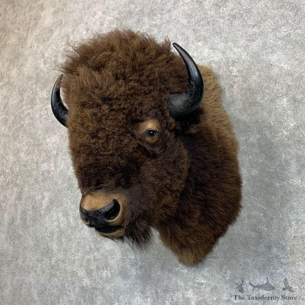 American Buffalo Shoulder Taxidermy Mount For Sale #23481 @ The Taxidermy Store