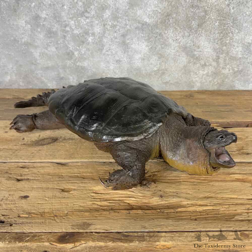 Common Snapping Turtle Mount For Sale #32231 @ The Taxidermy Store
