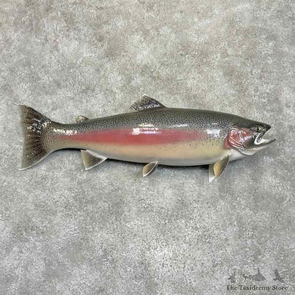 Rainbow Trout Fish Mount For Sale #30577 @ The Taxidermy Store