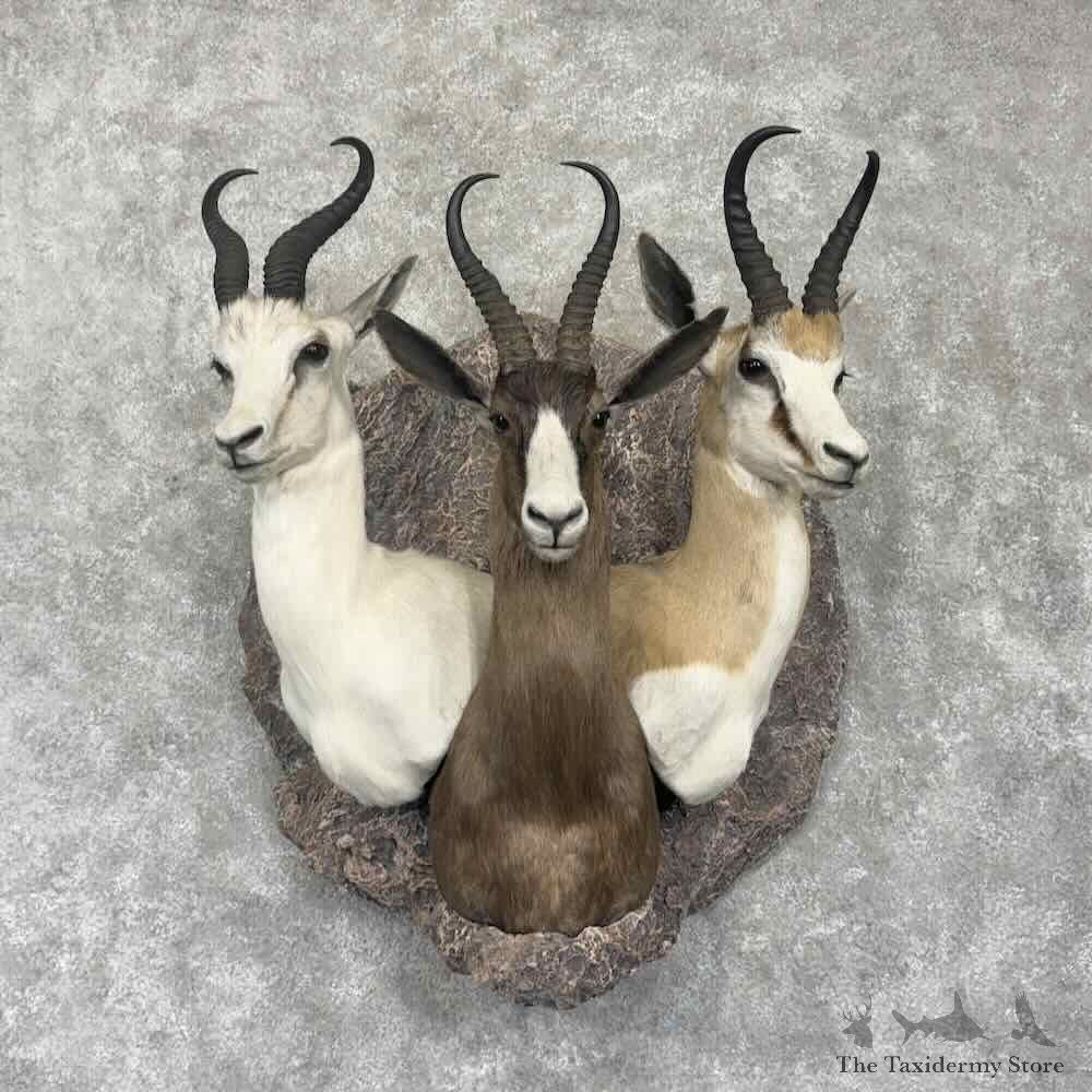 Springbok Shoulder Slam Display For Sale #31750 @ The Taxidermy Store