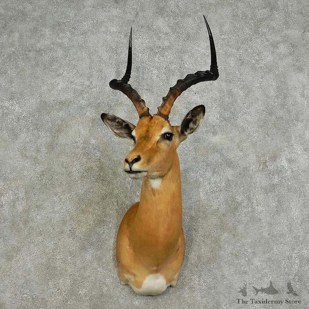 African Impala Shoulder Mount For Sale #15978 @ The Taxidermy Store