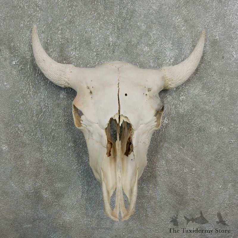 Buffalo Bison Skull Mount For Sale #17679 @ The Taxidermy Store