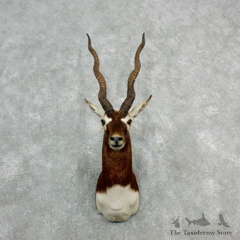 India Blackbuck Shoulder Mount For Sale #18078 @ The Taxidermy Store