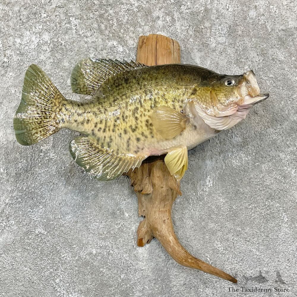 Black Crappie Fish Mount For Sale #27820 @ The Taxidermy Store