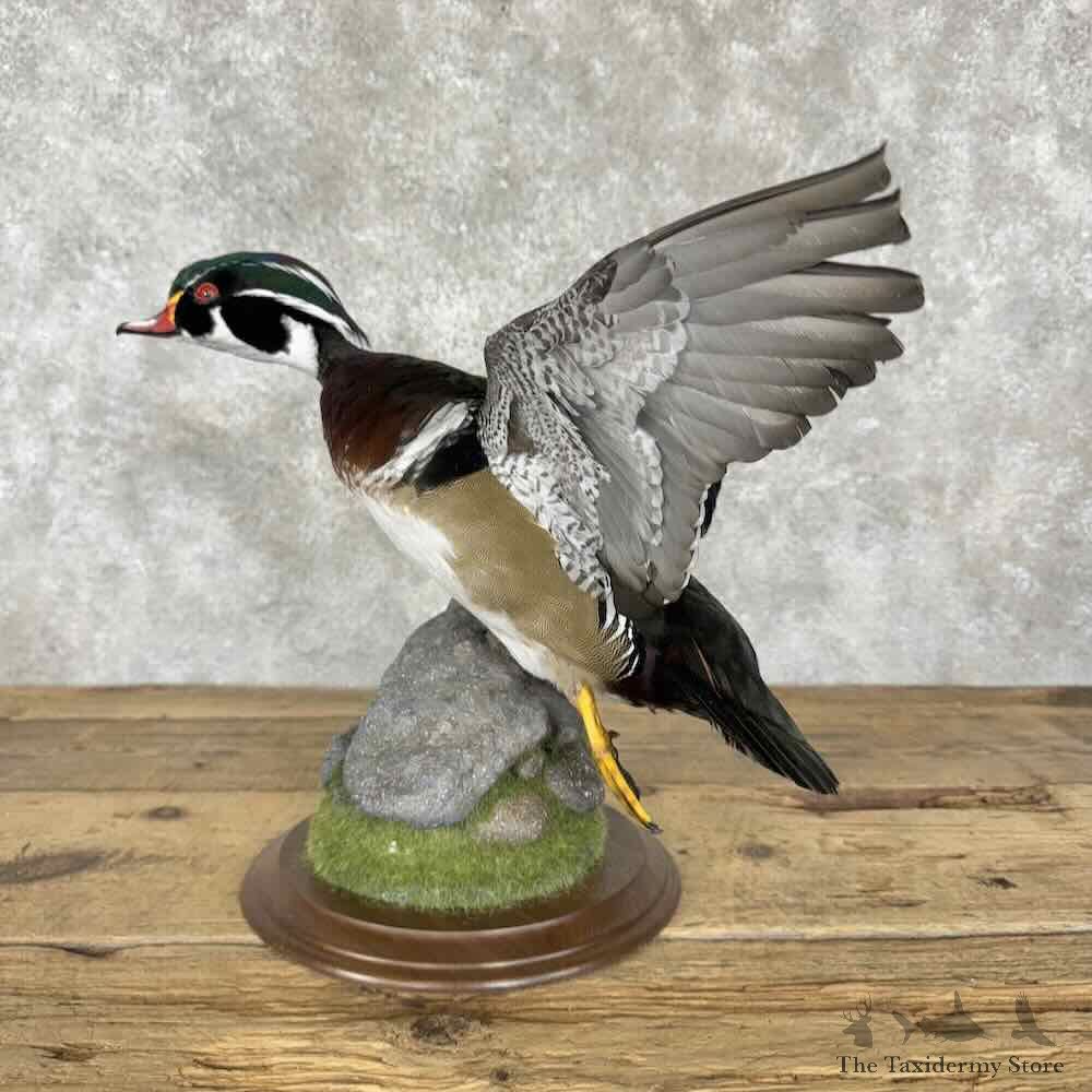 Wood Duck Bird Mount For Sale #30815 @ The Taxidermy Store