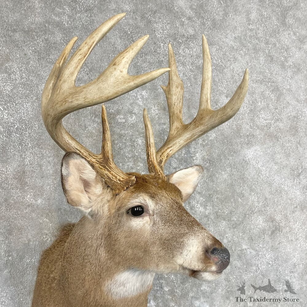 Whitetail Deer Shoulder Mount For Sale #27344 - The Taxidermy Store