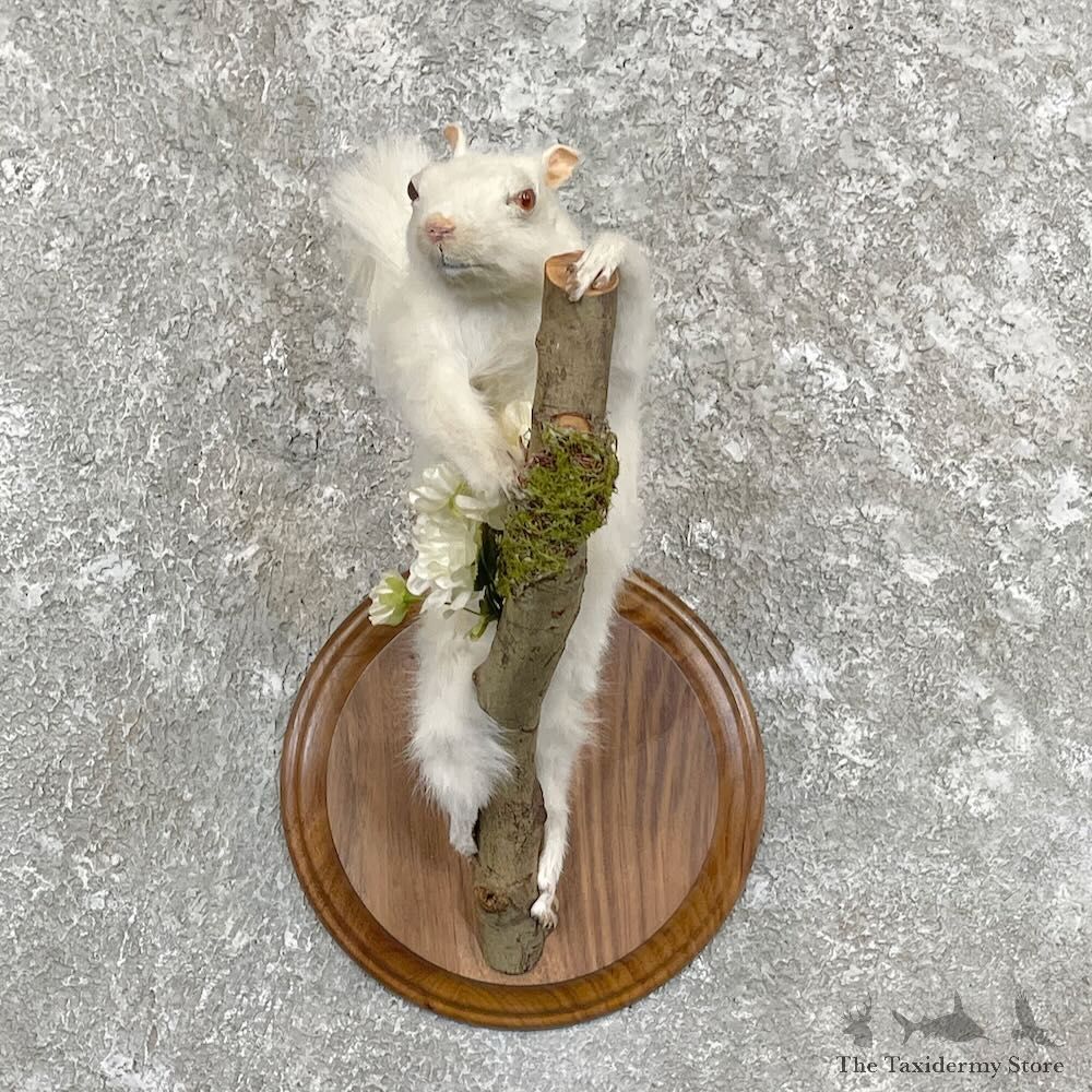 Albino Squirrel Life-Size Mount For Sale #28054 @ The Taxidermy Store
