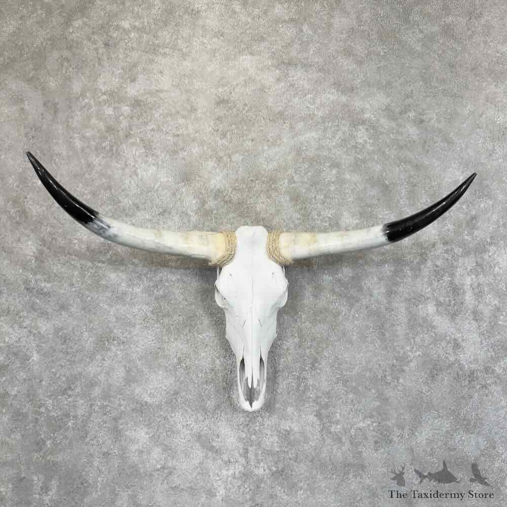 Longhorn Steer Skull European Mount For Sale #30626 @ The Taxidermy Store