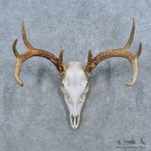 Whitetail Deer Skull Antler European Mount For Sale #15359 @ The Taxidermy Store