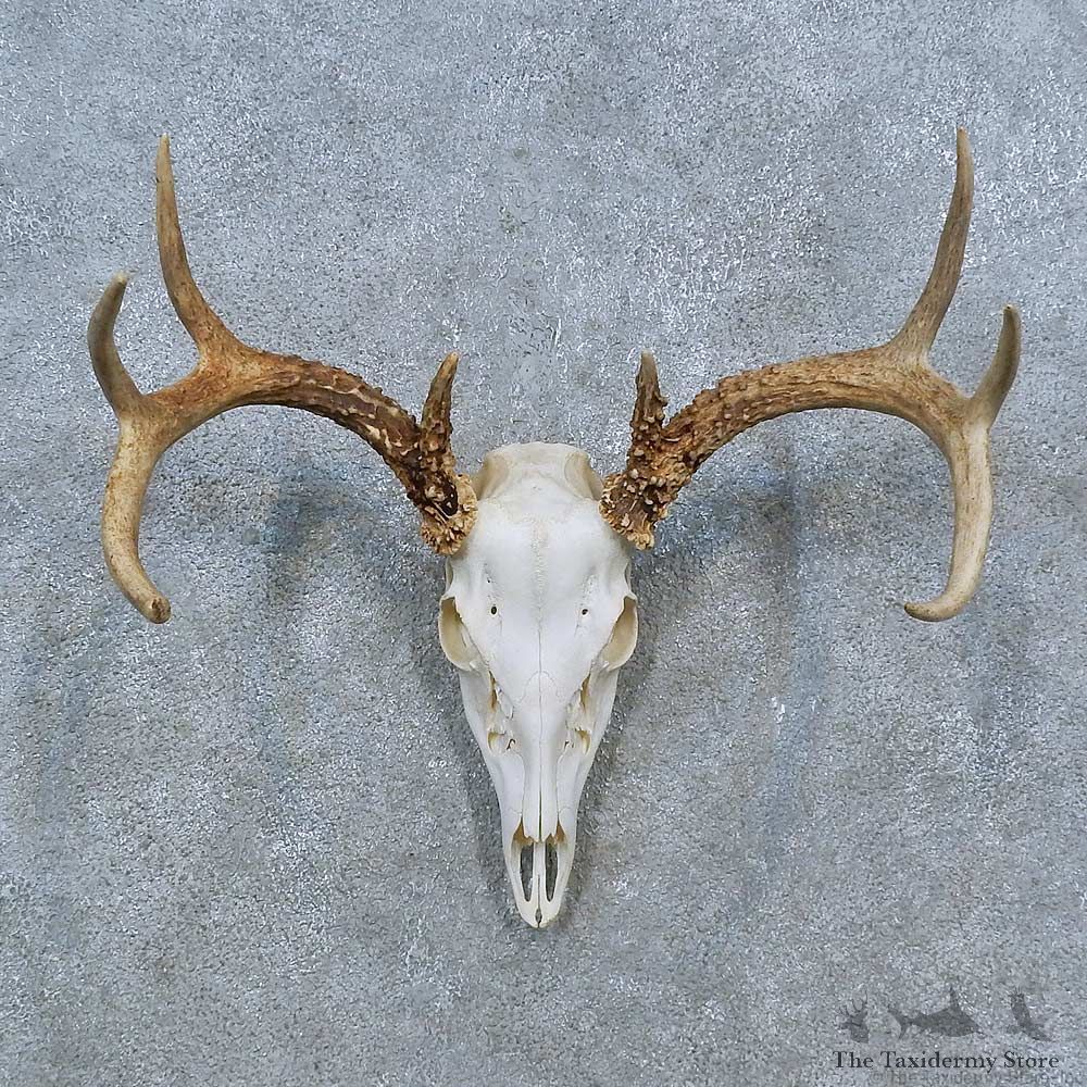 Whitetail Deer Skull Antler European Mount For Sale #15359 @ The Taxidermy Store