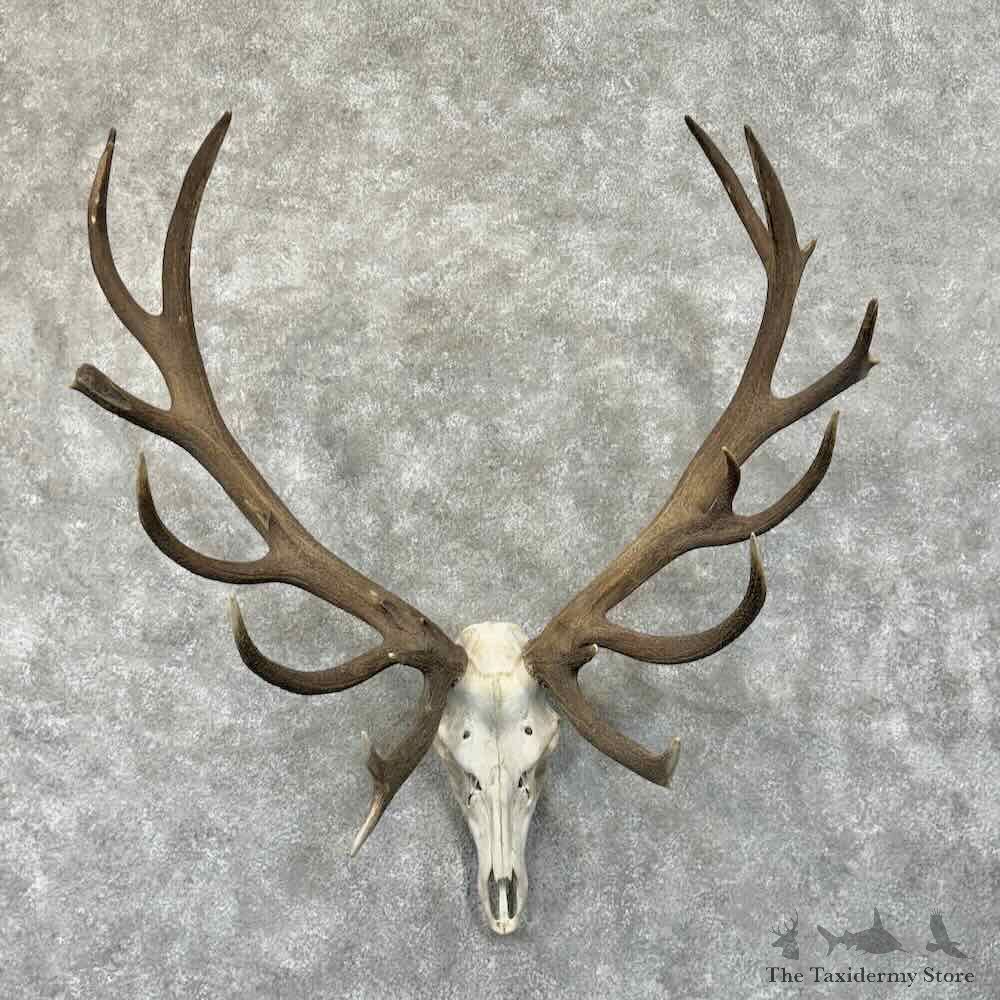 Red Deer Stag Skull Plaque Mount For Sale #30673 @ The Taxidermy Store