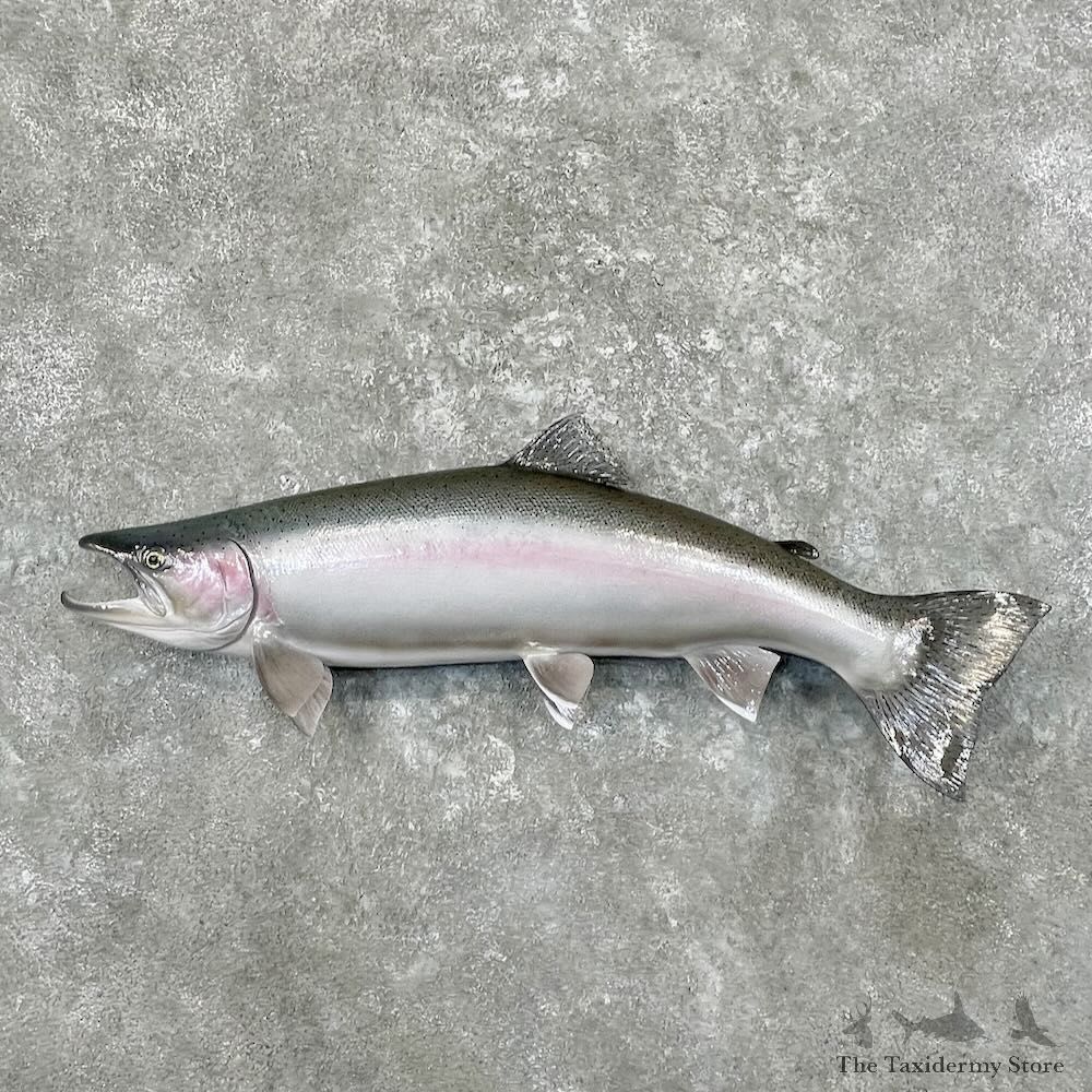 Steelhead Fish Mount For Sale #27685 @ The Taxidermy Store