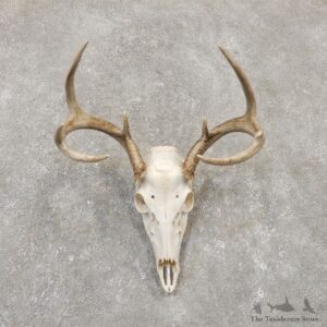 Whitetail Deer Skull European Mount For Sale #20160 @ The Taxidermy Store