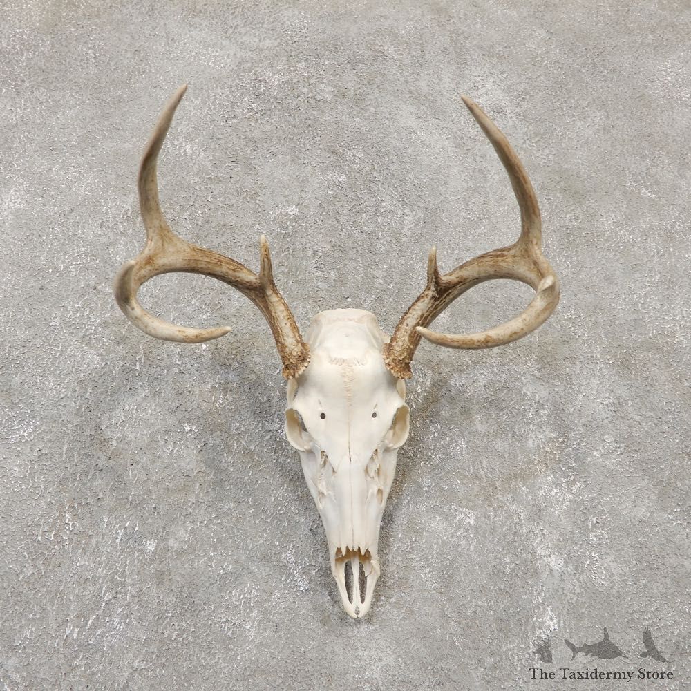 Whitetail Deer Skull European Mount For Sale #20160 @ The Taxidermy Store