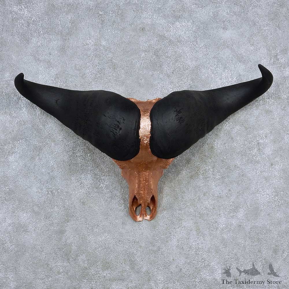 Cape Buffalo Skull Horns Mount For Sale #13911 For Sale @ The Taxidermy Store