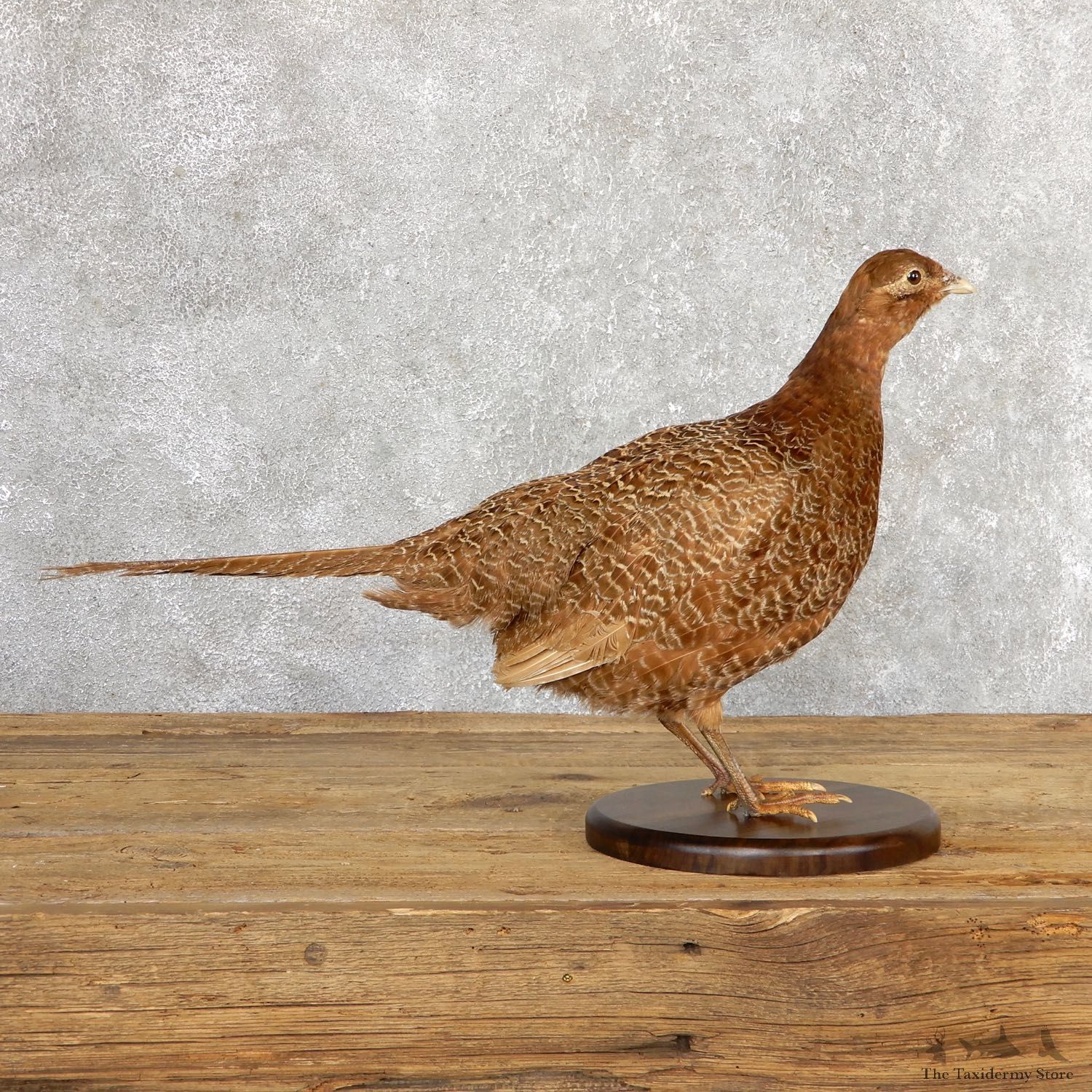 Female Green Pheasant Taxidermy Mount #19785 For Sale @ The Taxidermy Store