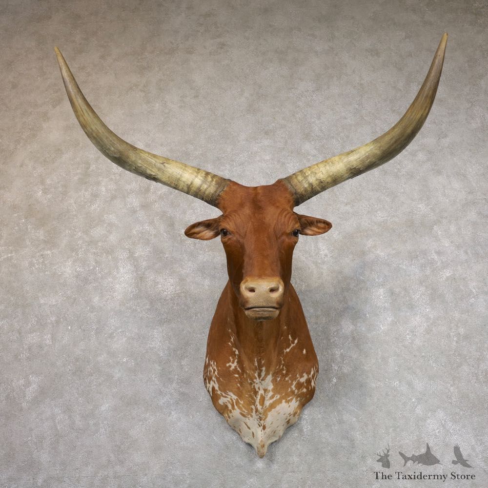 Longhorn Steer Shoulder Taxidermy Mount #22501 For Sale @ The Taxidermy Store