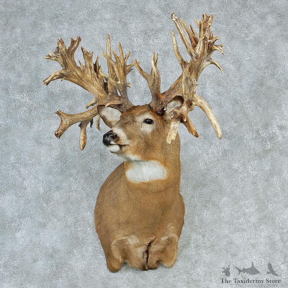 Whitetail Deer Shoulder Taxidermy Head Mount #12750 For Sale @ The Taxidermy Store