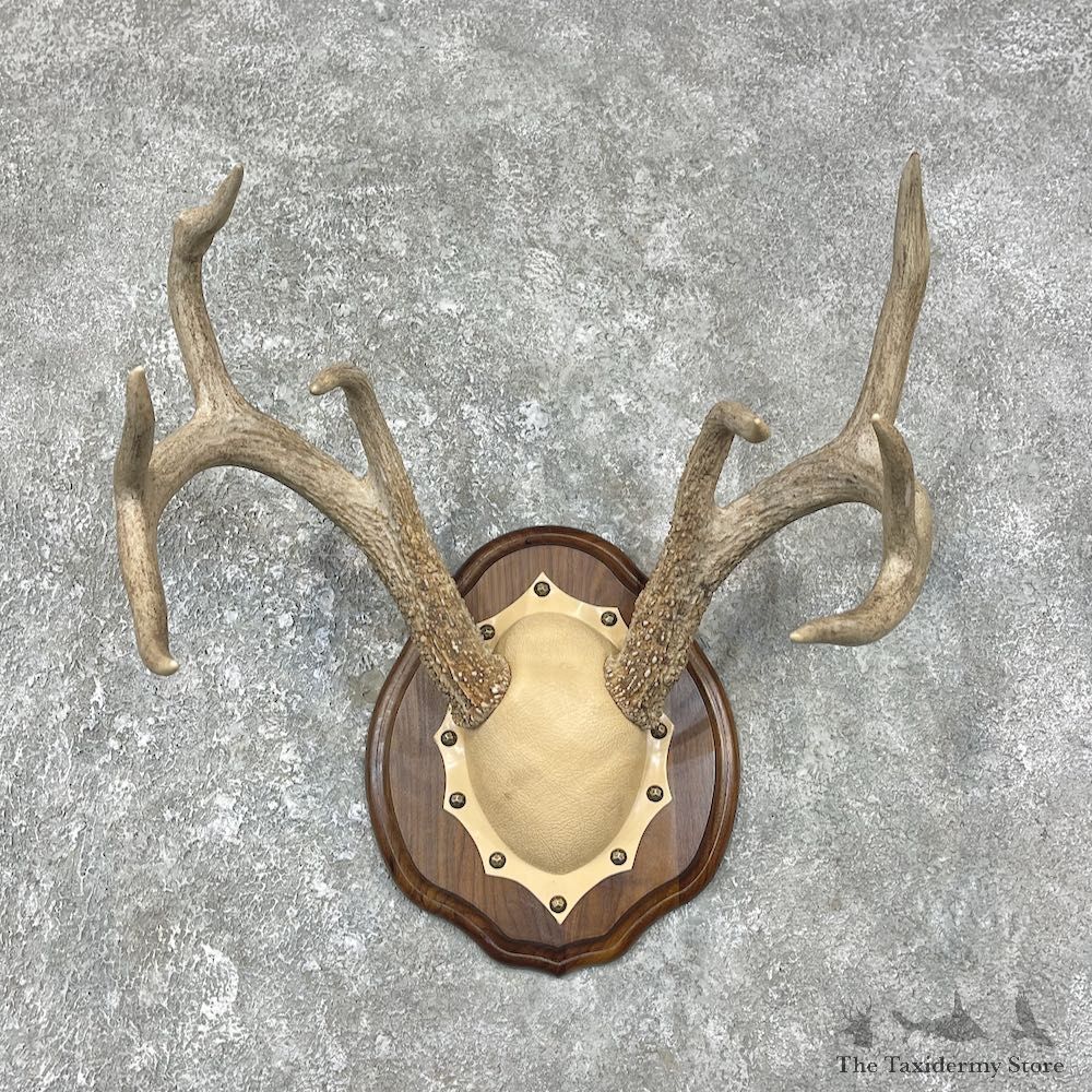 Whitetail Deer Antler Plaque Mount For Sale #25890 @ The Taxidermy Store
