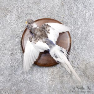 Parakeet Bird Mount For Sale #18597 @ The Taxidermy Store