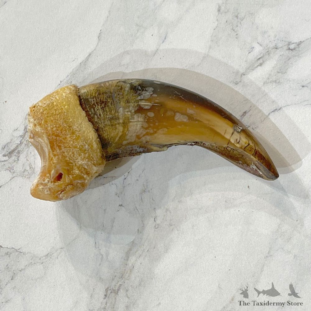 Grizzly Bear Claw For Sale #24872 - The Taxidermy Store