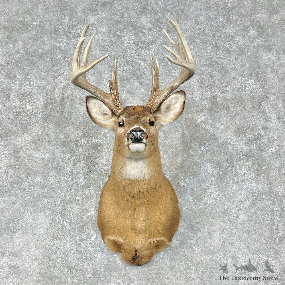 Whitetail Deer Shoulder Mount #25399 For Sale - The Taxidermy Store