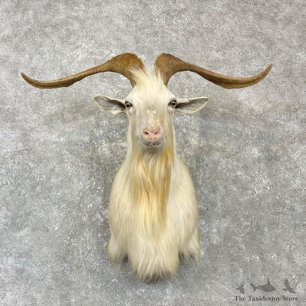 Catalina Goat Shoulder Mount For Sale #27143 - The Taxidermy Store