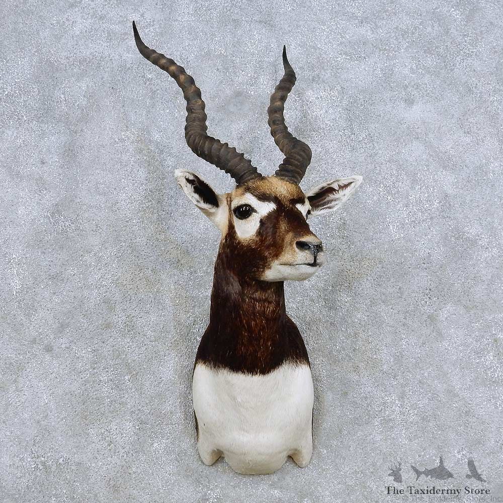 India Blackbuck Shoulder Mount For Sale #14329 @ The Taxidermy Store