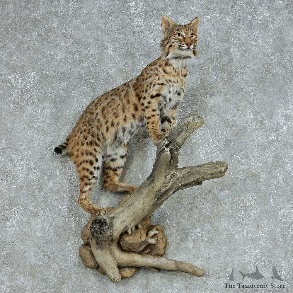 Perched Bobcat Life Size Mount #13672 For Sale @ The Taxidermy Store