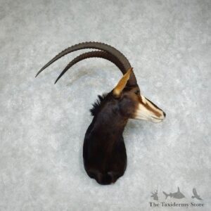 African Sable Shoulder Mount For Sale #17957 For Sale @ The Taxidermy Store
