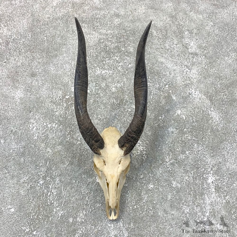 Chobe Bushbuck Skull & Horn Mount #23697 For Sale @ The Taxidermy Store